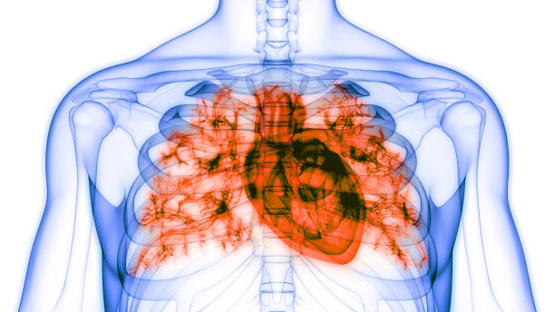 istock Human Heart Anatomy 1150872368