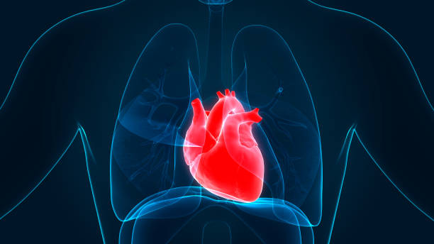 istock Human Heart Anatomy 1150872380