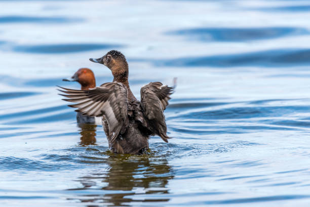 istock Duck Flapping its Wings to Draw Attention in a Lake 1150872409