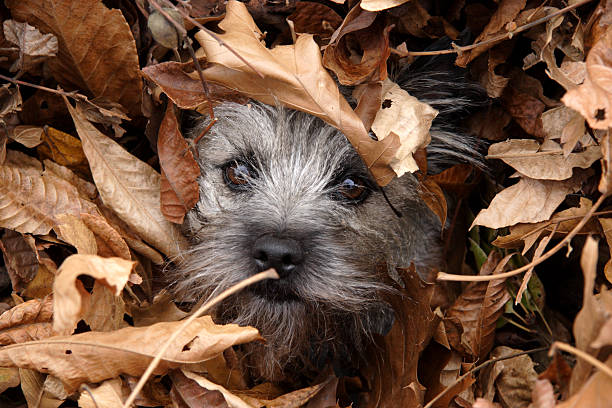 canine scenes - lost dog in leaves cairn terrier buried in a pile of autumn leaves cairn terrier stock pictures, royalty-free photos & images