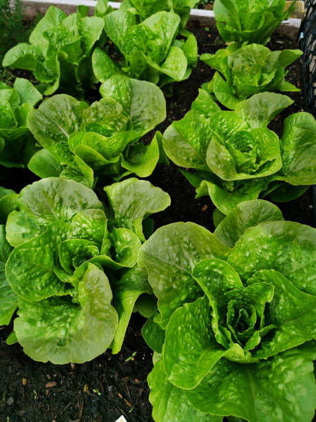 istock Romaine Leaf Lettuce Growing in Garden Ready to Harvest 1150873742