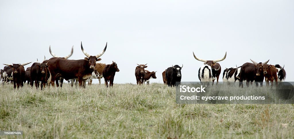 Żywy inwentarz scen-hilltop herd - Zbiór zdjęć royalty-free (Bydło rasy Texas Longhorn)