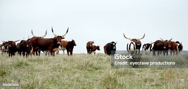 Żywy Inwentarz Scenhilltop Herd - zdjęcia stockowe i więcej obrazów Bydło rasy Texas Longhorn - Bydło rasy Texas Longhorn, Ankole Bydło, Agresja