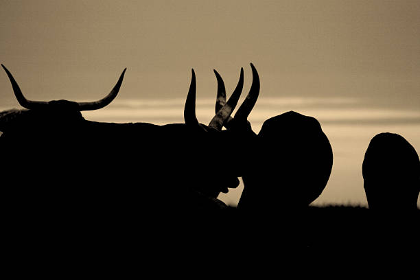 rancho land bydło sylwetka - texas longhorn cattle horned bull long zdjęcia i obrazy z banku zdjęć