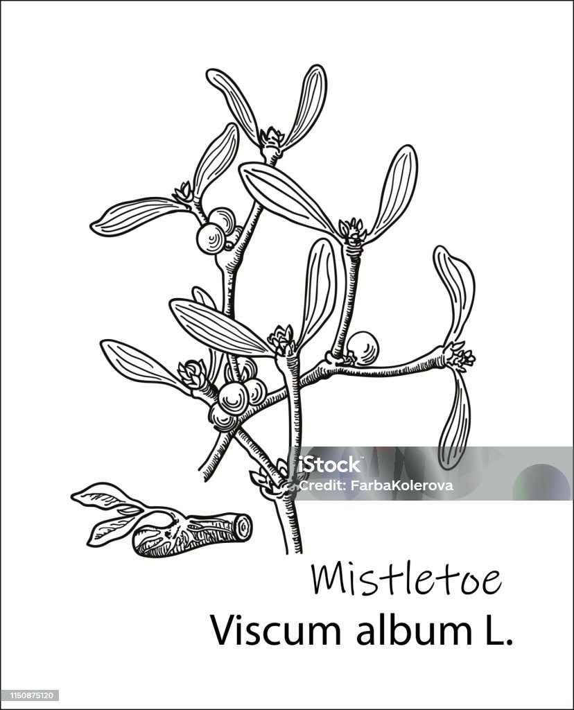 Ảnh Minh Họa Thực Vật Vẽ Tay Cây Tầm Gửi Bản Vẽ Màu Đen Và Trắng ...