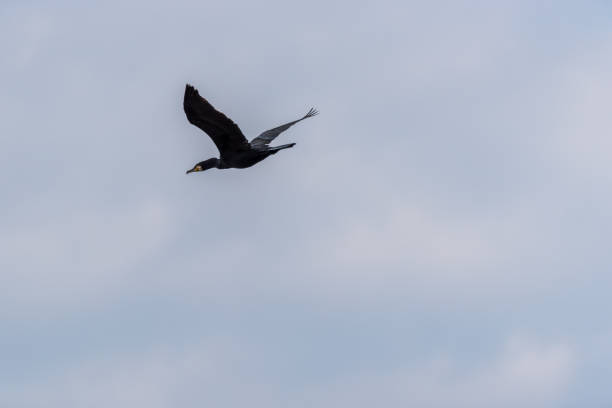 black cormoran flying in a partly cloudy sunny sky - 6351 stock-fotos und bilder