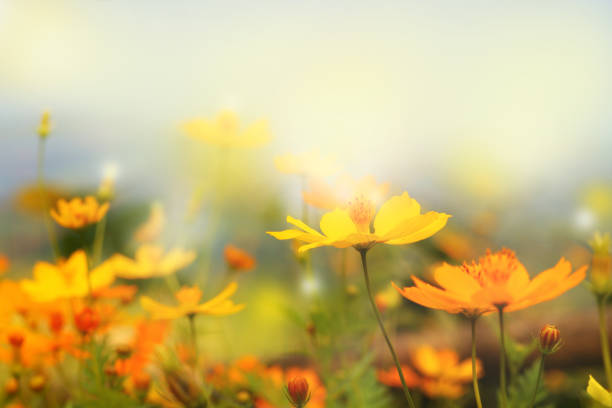 close up hermosa flor amarilla y azul cielo desenfoque paisaje natural exterior de fondo - summer flower spring sun fotografías e imágenes de stock