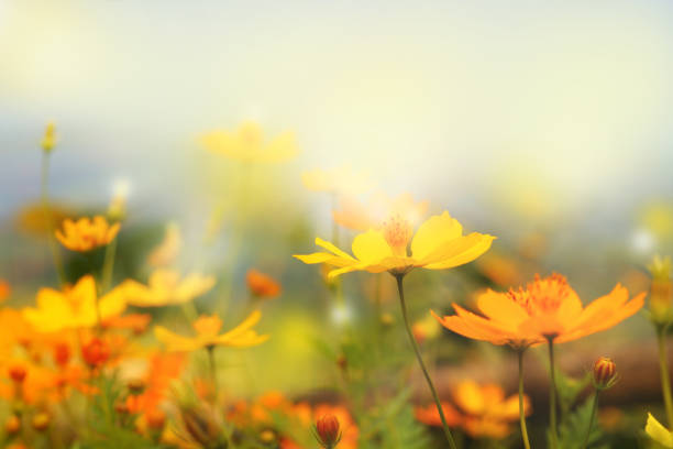 クローズアップ美しい黄色の花と青い空のぼかし風景自然な屋外の背景 - spring flower daisy field ストックフォトと画像