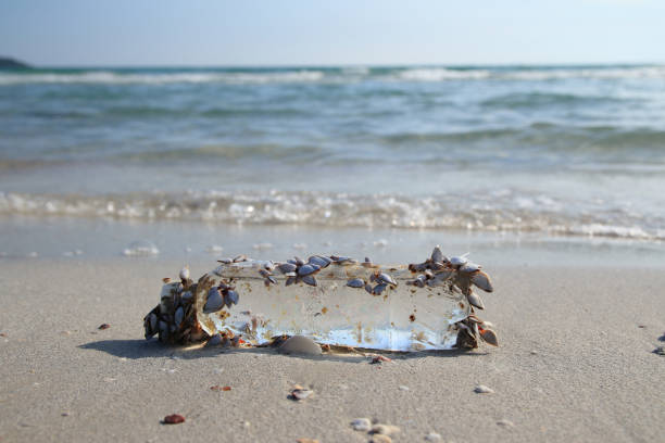 istock Clear plastic bottle garbage with clams on the beach background 1150875577