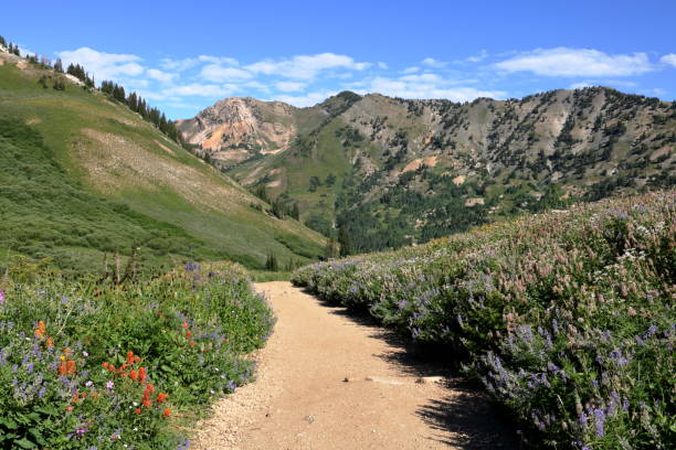 istock Albion Basin Wildflower Trail 1150876039