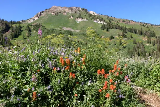 Purple Fireweed, Blue lupines and orange Indian paintbrush flowers bloom in the mountain valleys of the Wasatch Mountains in Utah