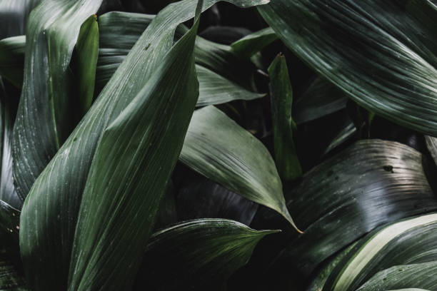 istock Tropic plant leaves green background texture 1150879319