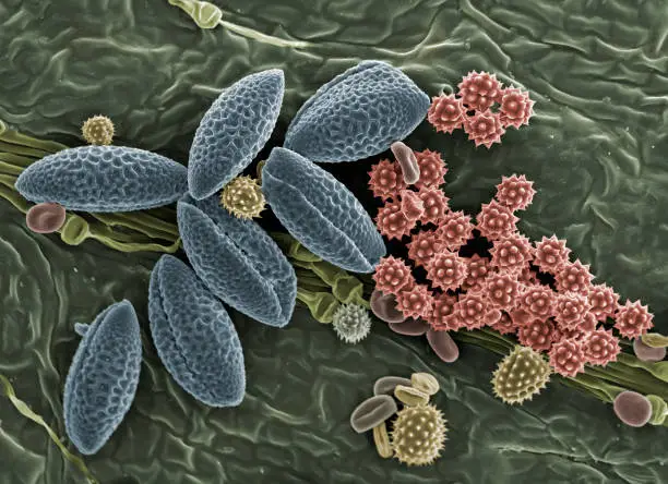 Pollen grains from a variety of plants. Pollen grain size, shape and surface texture differ from one plant species to another. The pollen grains contain a male gamete (reproductive cell) that is intended to fertilise an egg or ovule (female gamete). This will initiate the formation of a seed for a new plant. Coloured scanning electron micrograph (SEM), magnified x250 when printed at 10cm wide.