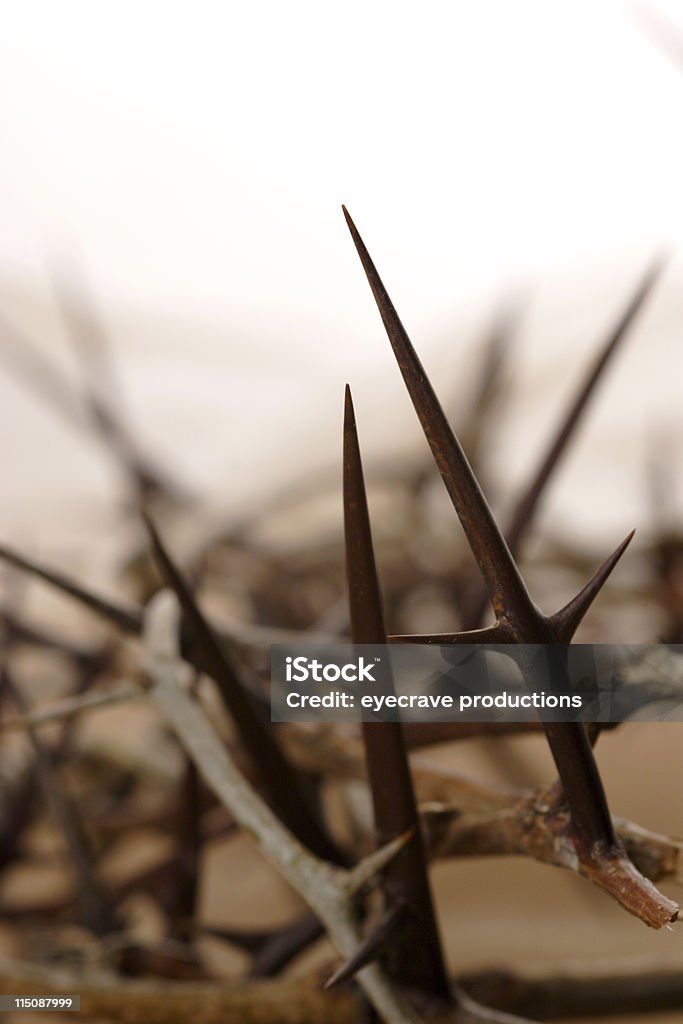 thorns - Foto de stock de Afilado libre de derechos
