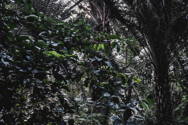 istock Tropic plant leaves green background texture 1150879999
