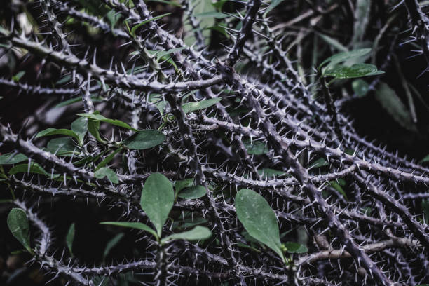 istock Tropic plant leaves green background texture 1150880056
