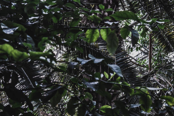 istock Tropic plant leaves green background texture 1150880098