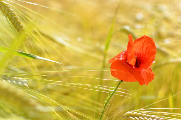 flor da papoila no campo da cevada - long horn - fotografias e filmes do acervo