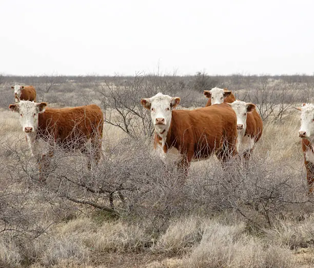 herd of Hereford cattle in West Texas field 