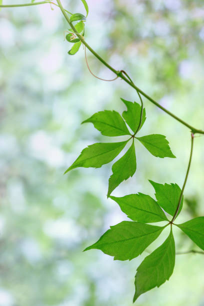 fond naturel. paire de feuilles vertes sur fond flou de lumière avec bokeh. des feuilles à cinq pointes. jeunes feuilles vertes fraîches. - nature selective focus green vertical photos et images de collection