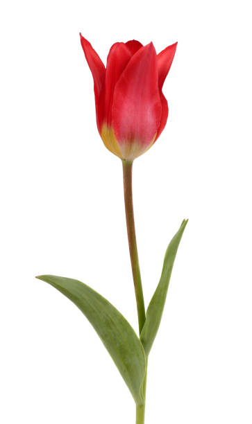 istock Beautiful red tulip 1150882079