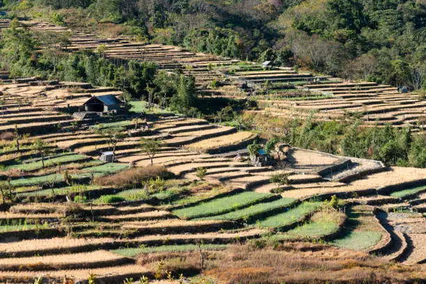 Photo of Terrace paddy seen at  Khonoma Village,Nagaland,India,Asia
