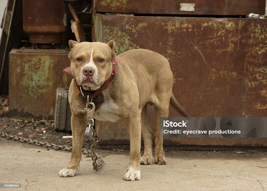 Hundeartige Kulissen – Autofriedhof Hund - Lizenzfrei Pitbull Stock-Foto