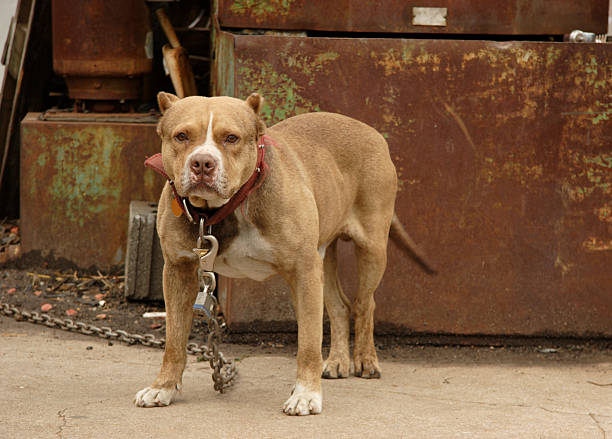 canine scenes - junkyard dog junkyard watch dog brown pit bull canine cruel stock pictures, royalty-free photos & images