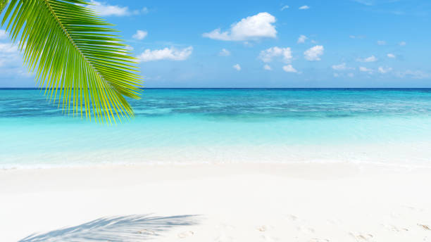 istock Beautiful tropical beach of Maldives 1150884042