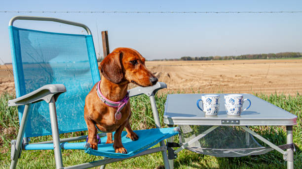 Beautiful brown dachshund standing on a blue camping chair next to a table with two cups with a cultivated field in the background stock photo