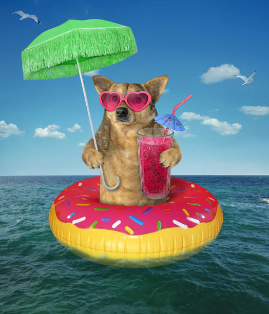 istock Dog drinks juice on inflatable donut 1150885380