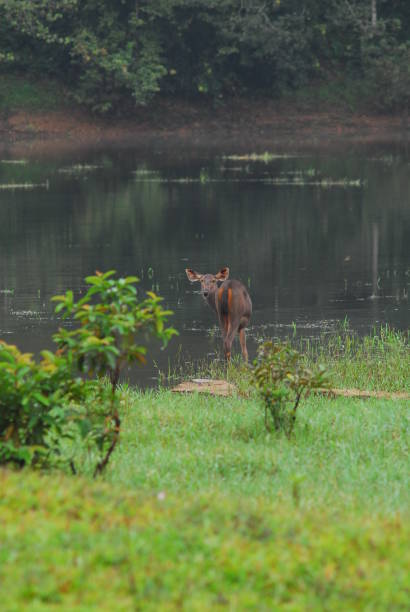 istock deer in Periyar Wildlife Sanctuary 1150886967