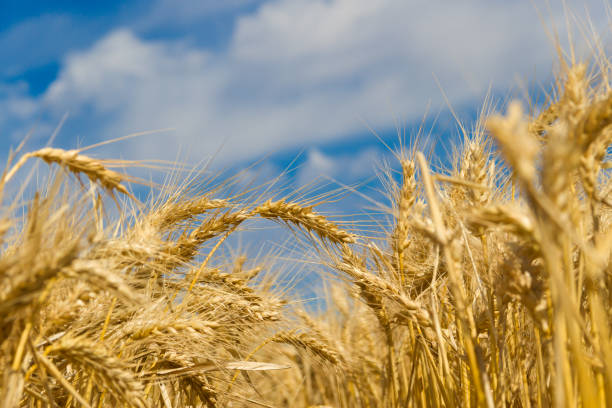 istock golden wheat by the sun in the field 1150886973