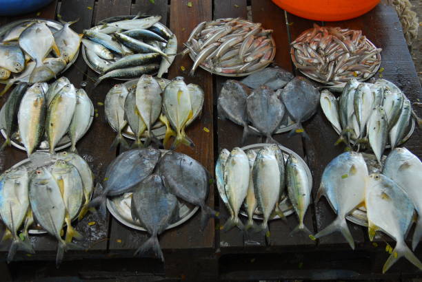 istock fish in Fort Cochin 1150887029