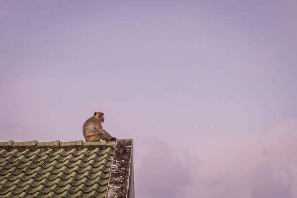 monkey sit  on the edge  of house roof with her baby during twilight sky time, lonely feel, copy space stock photo