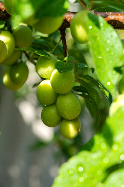 istock Cherry plum on a branch in the garden 1150888427
