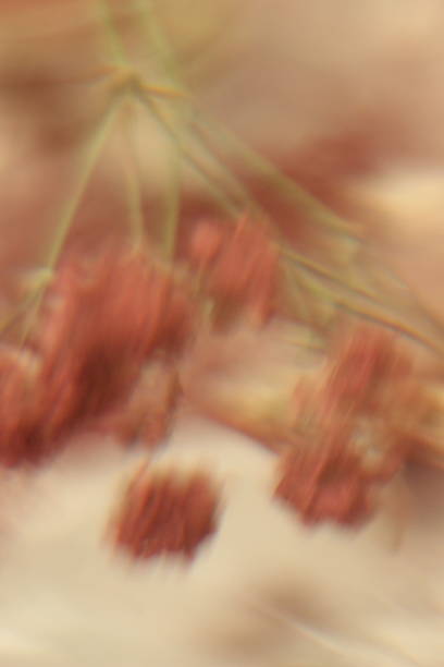 Macro of small flowers covered with red paint powder as background