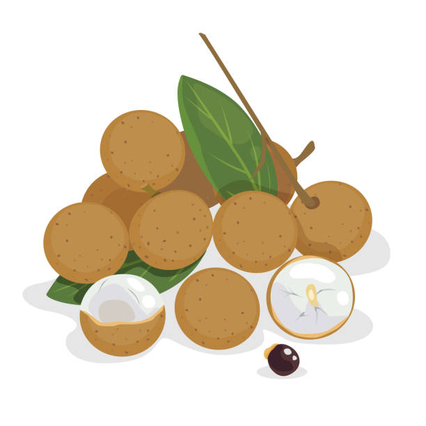 longan Thai fruit- vector of fresh longan on white background. longan stock illustrations