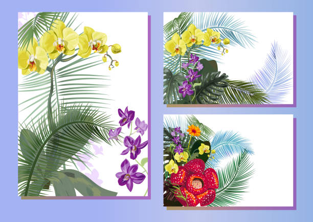Templates with tropical plants, vertical, horizontal cards: purple Dendrobium, red, yellow Phalaenopsis orchid flowers, Rafflesia, gerbera, monstera, coconut palm leaves. White background, vector, A4 Templates with tropical plants, vertical, horizontal cards: purple Dendrobium, red, yellow Phalaenopsis orchid flowers, Rafflesia, gerbera, monstera, coconut palm leaves. White background, vector, A4 dendrobium orchid stock illustrations
