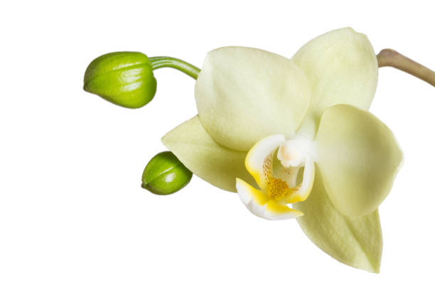 istock Flower yellow Phalaenopsis orchids isolated on white background 1150889652