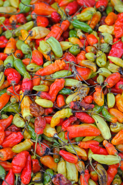 istock chili pepper, paprika capsicum annuum 1150889848