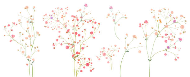 ilustrações de stock, clip art, desenhos animados e ícones de twigs of gypsophile paniculata. pink, white, red tiny flowers, buds, green leaves. delicate ramules for bouquets. panoramic view, botanical illustration in watercolor style, horizontal pattern, vector - bride backgrounds white bouquet