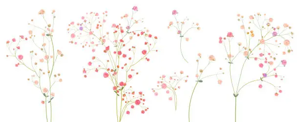 Vector illustration of Twigs of gypsophile paniculata. Pink, white, red tiny flowers, buds, green leaves. Delicate ramules for bouquets. Panoramic view, botanical illustration in watercolor style, horizontal pattern, vector