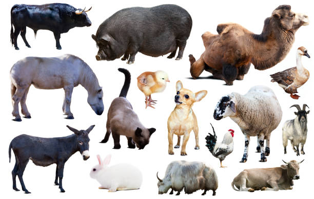 istock set of farm animals 1150891512