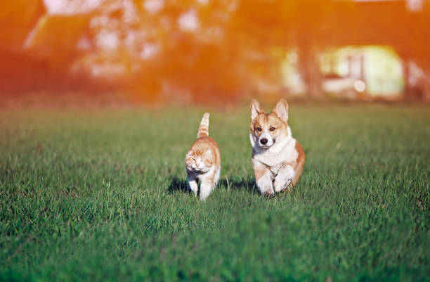 暖かい日に晴れた夏の草原で緑の草の上に赤い友人の猫と子犬の khulet - pets friendship green small ストックフォトと画像