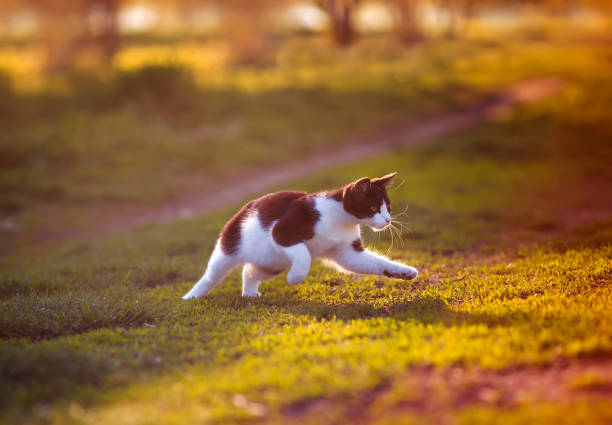 beautiful kitten deftly running and playing on a green summer meadow on a warm Sunny evening