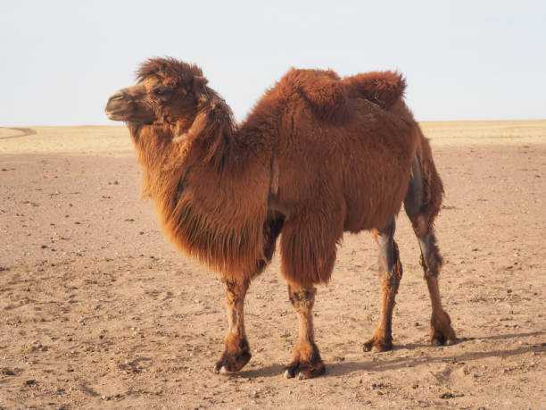 istock Bactrian or two-humped camel, Camelus bactrianus, in the Gobi desert, Mongolia 1150892303