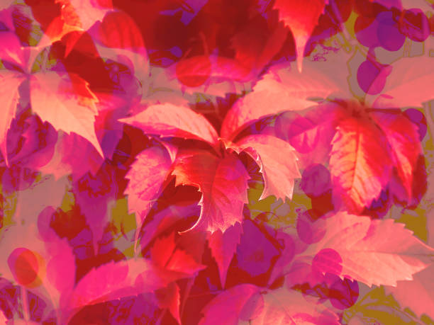 istock Abstract background with leaves, red pink bokeh 1150892859
