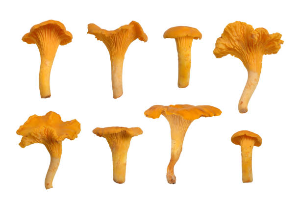 chanterelles or girolles mushroom - chanterelle photos et images de collection