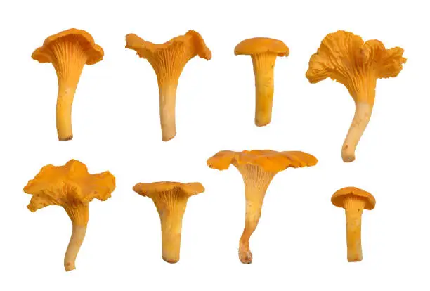Chanterelles or girolles mushroom isolated on a white background.